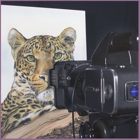 Copy Slides and Transparencies